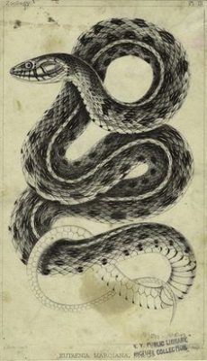Mẫu Hình Xăm Rắn cuộn thân
